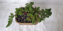 Load image into Gallery viewer, Bonsai Juniper Procumbens Nana
