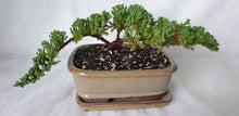 Load image into Gallery viewer, Bonsai Juniper Procumbens Nana
