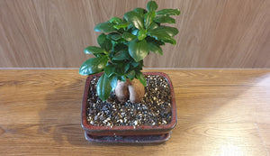 Bonsai Ficus