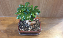 Load image into Gallery viewer, Bonsai Ficus
