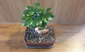 Bonsai Ficus