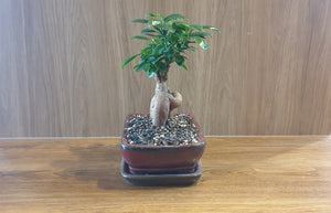 Bonsai Ficus