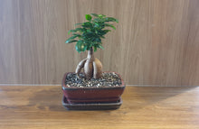 Load image into Gallery viewer, Bonsai Ficus
