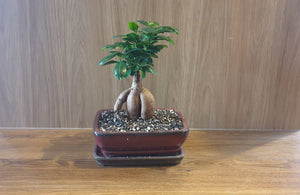 Bonsai Ficus