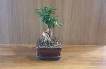 Load image into Gallery viewer, Bonsai Ficus
