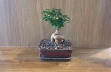 Load image into Gallery viewer, Bonsai Ficus
