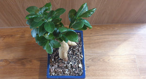 Bonsai Ficus