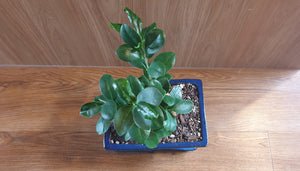 Bonsai Ficus