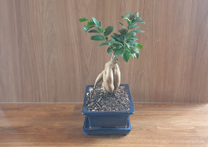 Bonsai Ficus