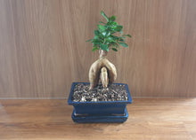 Load image into Gallery viewer, Bonsai Ficus
