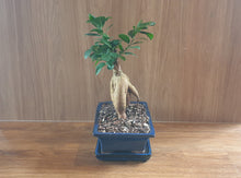 Load image into Gallery viewer, Bonsai Ficus
