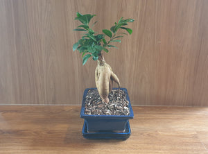 Bonsai Ficus