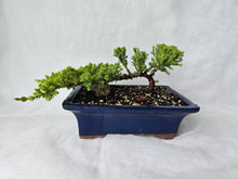 Load image into Gallery viewer, Bonsai Juniper Procumbens Nana
