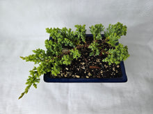 Load image into Gallery viewer, Bonsai Juniper Procumbens Nana
