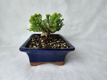 Load image into Gallery viewer, Bonsai Juniper Procumbens Nana
