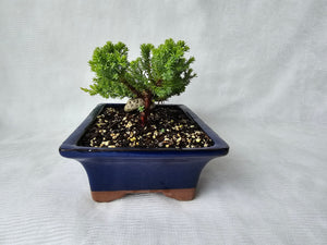 Bonsai Juniper Procumbens Nana