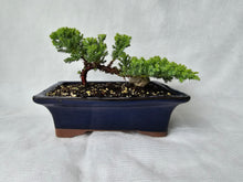 Load image into Gallery viewer, Bonsai Juniper Procumbens Nana
