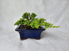 Load image into Gallery viewer, Bonsai Juniper Procumbens Nana
