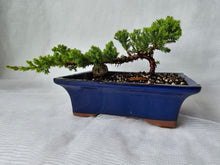 Load image into Gallery viewer, Bonsai Juniper Procumbens Nana
