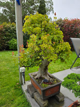 Load image into Gallery viewer, Bonsai Japanese Maple
