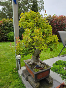 Bonsai Japanese Maple