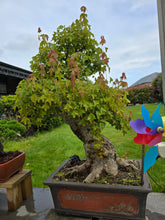 Load image into Gallery viewer, Bonsai Japanese Maple
