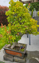 Load image into Gallery viewer, Bonsai Japanese Maple
