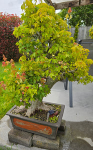 Bonsai Japanese Maple