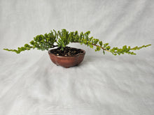 Load image into Gallery viewer, Bonsai Juniper Procumbens Nana
