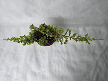 Load image into Gallery viewer, Bonsai Juniper Procumbens Nana
