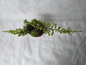 Bonsai Juniper Procumbens Nana