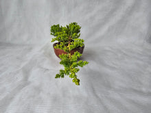 Load image into Gallery viewer, Bonsai Juniper Procumbens Nana
