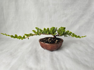 Bonsai Juniper Procumbens Nana