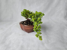 Load image into Gallery viewer, Bonsai Juniper Procumbens Nana
