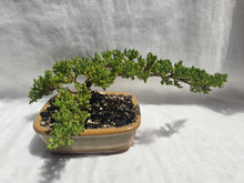 Load image into Gallery viewer, Bonsai Juniper Procumbens Nana
