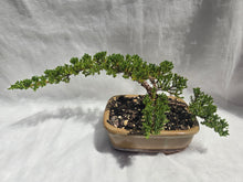 Load image into Gallery viewer, Bonsai Juniper Procumbens Nana
