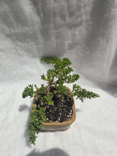 Load image into Gallery viewer, Bonsai Juniper Procumbens Nana
