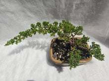 Load image into Gallery viewer, Bonsai Juniper Procumbens Nana
