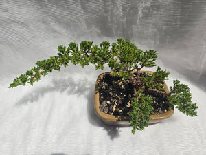 Bonsai Juniper Procumbens Nana