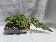 Load image into Gallery viewer, Bonsai Juniper Procumbens Nana
