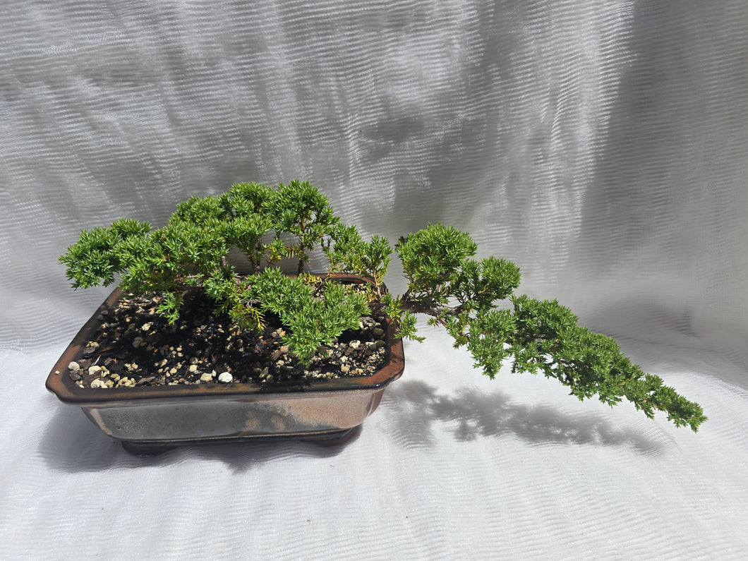 Bonsai Juniper Procumbens Nana