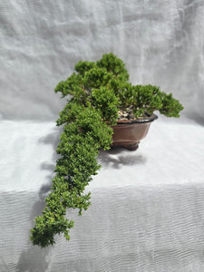 Bonsai Juniper Procumbens Nana