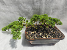 Load image into Gallery viewer, Bonsai Juniper Procumbens Nana
