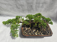 Load image into Gallery viewer, Bonsai Juniper Procumbens Nana
