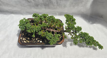 Load image into Gallery viewer, Bonsai Juniper Procumbens Nana
