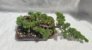 Bonsai Juniper Procumbens Nana