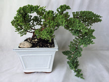 Load image into Gallery viewer, Bonsai Juniper Procumbens Nana
