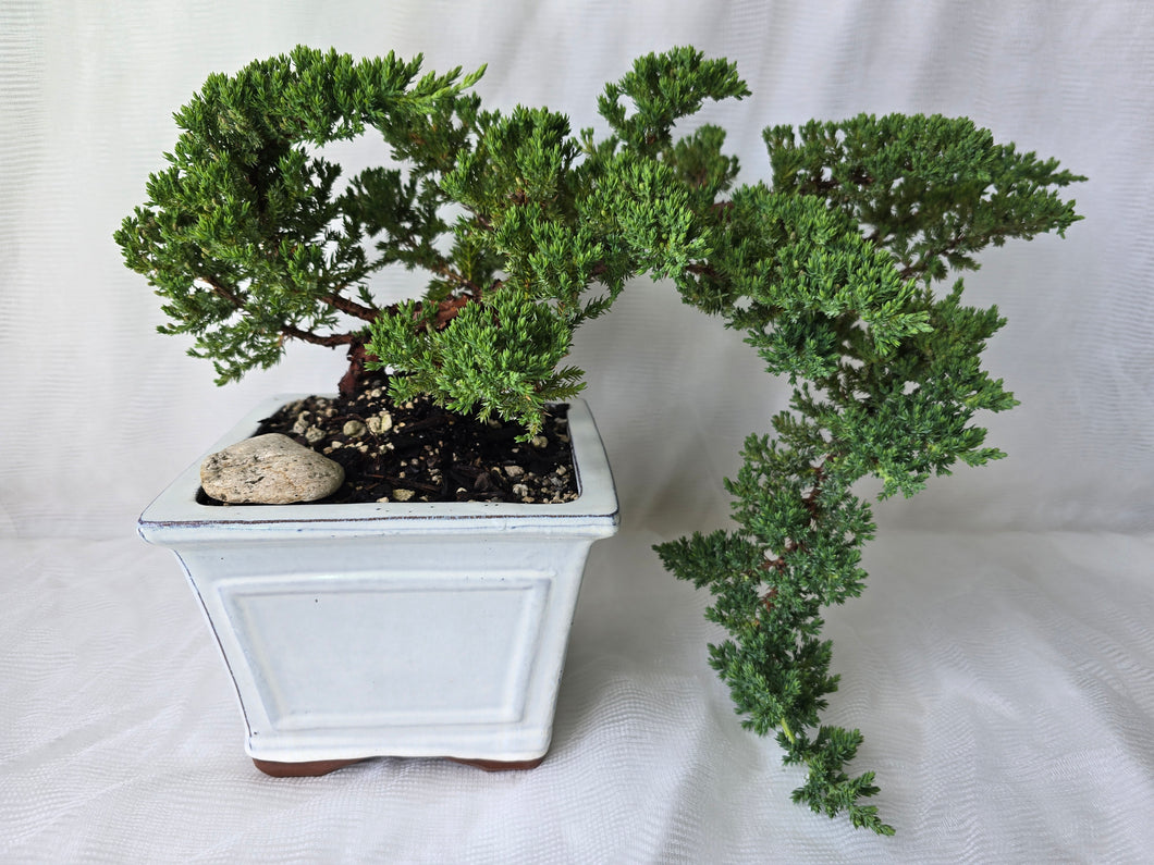 Bonsai Juniper Procumbens Nana