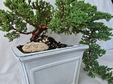 Load image into Gallery viewer, Bonsai Juniper Procumbens Nana
