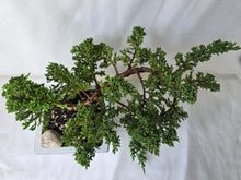 Load image into Gallery viewer, Bonsai Juniper Procumbens Nana
